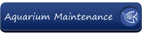 Routine Aquarium Maintenance Services