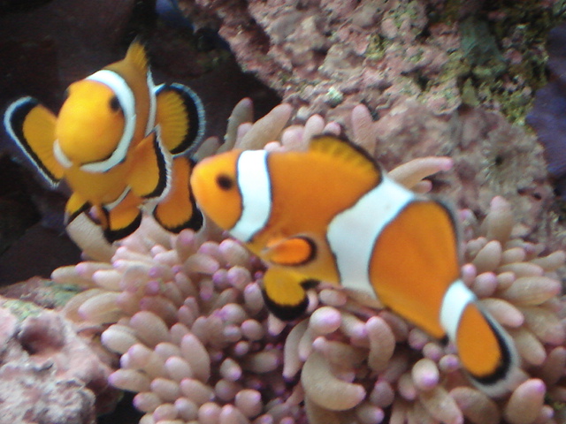 Saltwater And Freshwater Habitats Saltwater And Freshwater Habitats